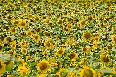 仙剑IP新作《仙剑世界》首爆概念预告 游戏预约正式开启